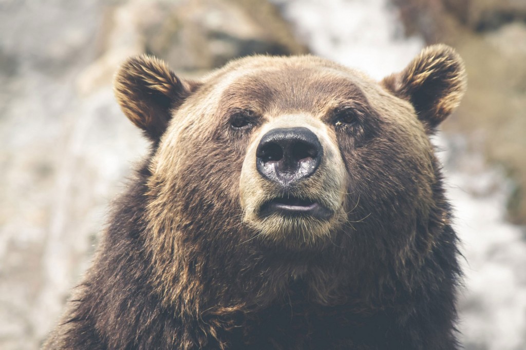bear-1920x1279