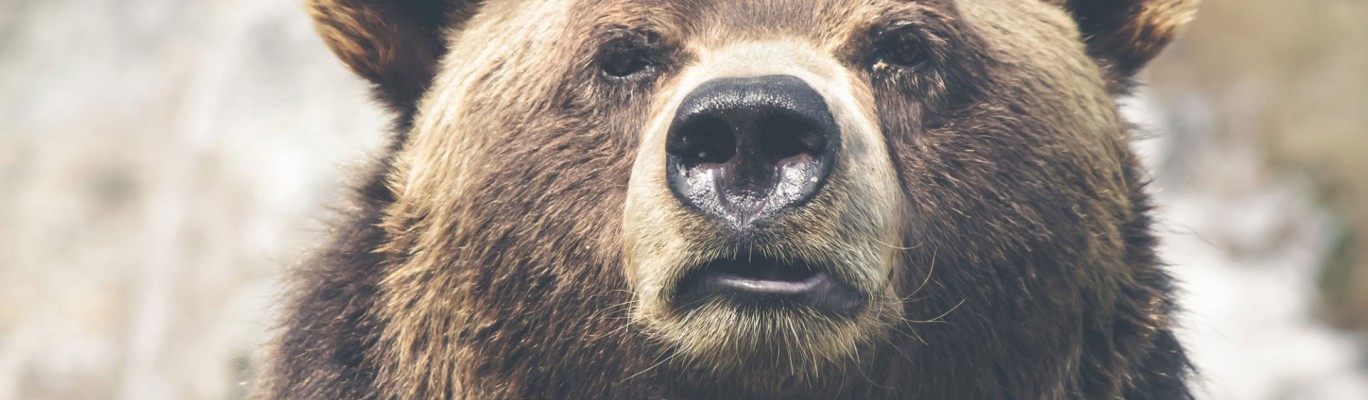 bear-1920x1279