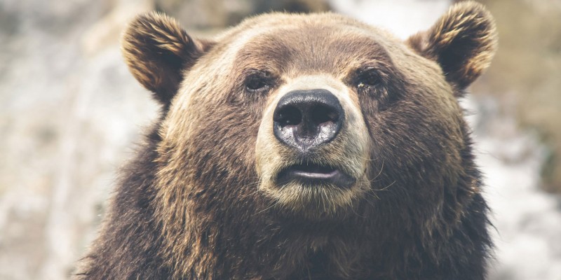 bear-1920x1279