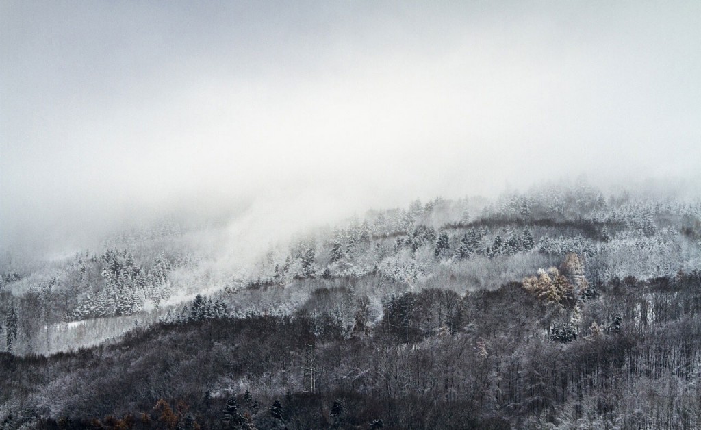 forest_mist_winter-wallpaper-1280x800