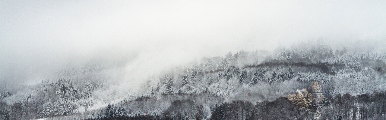 forest_mist_winter-wallpaper-1280x800