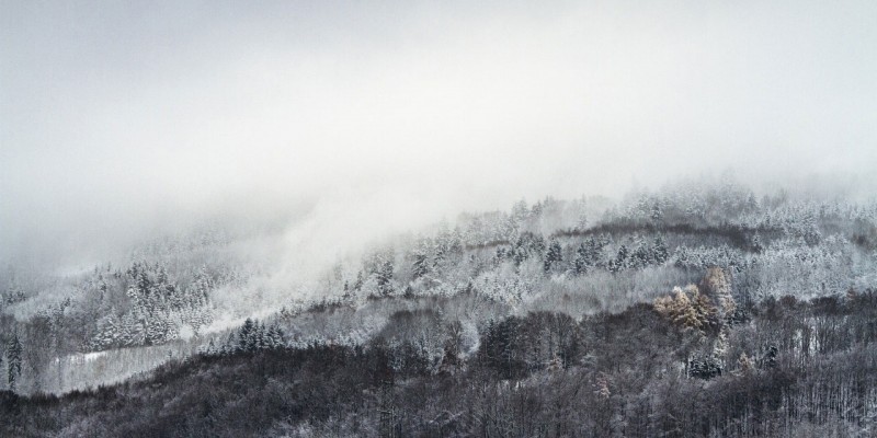 forest_mist_winter-wallpaper-1280x800